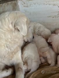 Cuccioli maremmani 29 giorni di vita