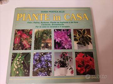 piante in casa 