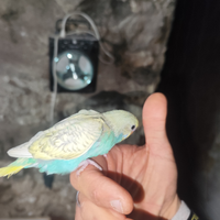 Cocoriti allevati a mano