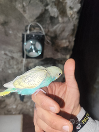 Cocoriti allevati a mano