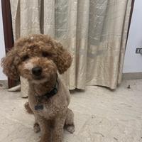 Barboncino red per accoppiamento