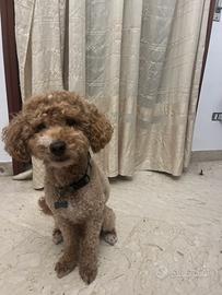 Barboncino red per accoppiamento