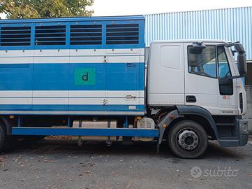 Autocarro IVECO Trasporto Bestiame