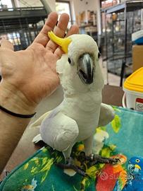 Cacatua pappagallo allevato a mano parlante