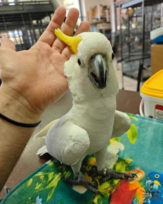 Cacatua pappagallo allevato a mano parlante