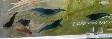 Neocaridine blue dream