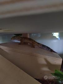 Geco leopardino