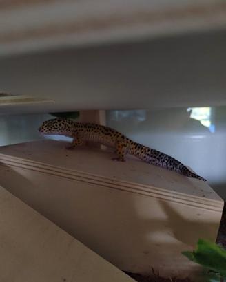 Geco leopardino
