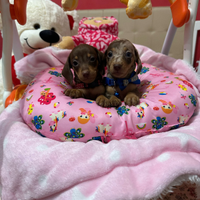 Cuccioli di bassotto arlecchino cioccolato e ciocc