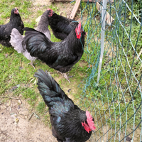 Coppia australorp nere