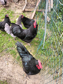 Coppia australorp nere