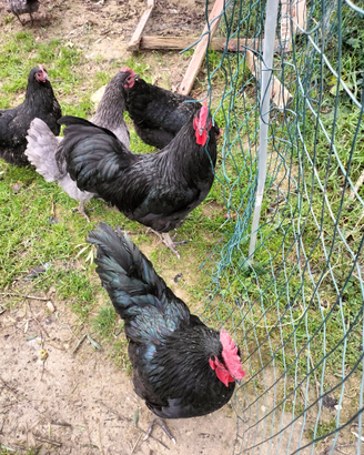 Coppia australorp nere