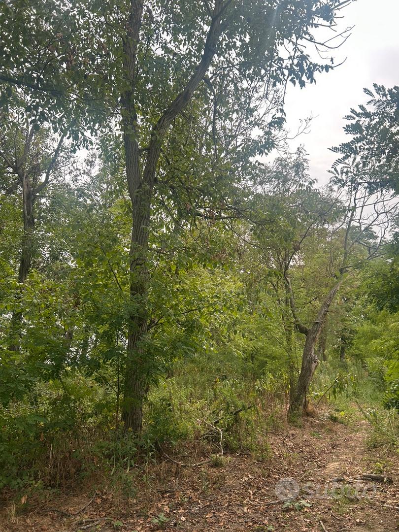 Terreno boschivo di circa 110 alberi a Carmagnola - Altro