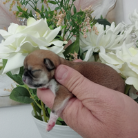 Disponibili cucciolo di chihuahua maschio