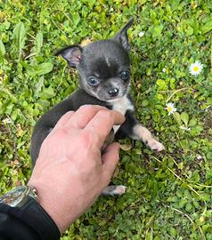 Chihuahua Maschio, dimensione Mini blu
