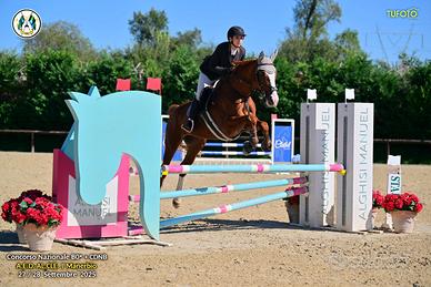 Cavalla da passeggiata/compagnia