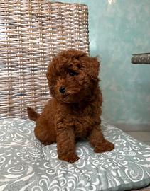 Cuccioli barboncino mini toy