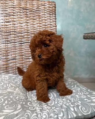 Cuccioli barboncino mini toy