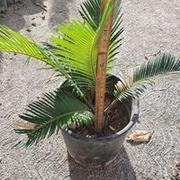 giardino pianta cicas palma