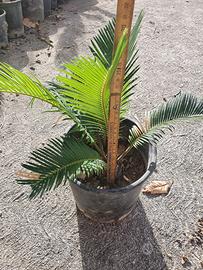 giardino pianta cicas palma