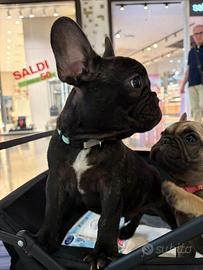 4 meravigliosi cuccioli dl bulldog francese