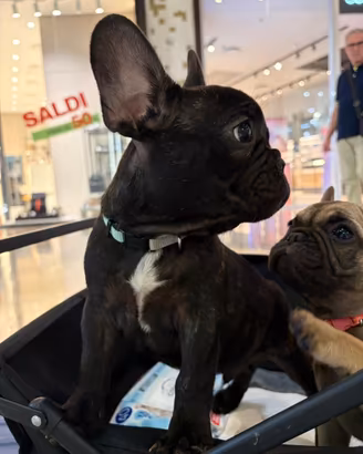 4 meravigliosi cuccioli dl bulldog francese