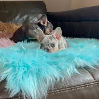 Cuccioli di Bulldog francese lilac tan merle