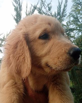 Golden retriever americani