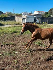 Puledra qh 17 mesi