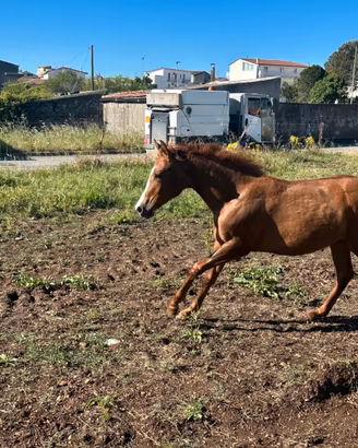 Puledra qh 17 mesi