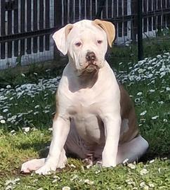 Cucciola American Bulldog