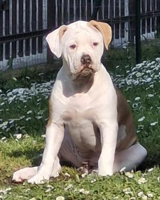 Cucciola American Bulldog