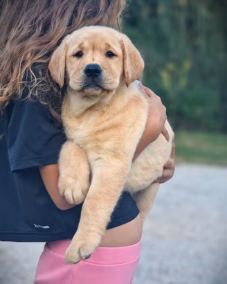 Cuccioli di Labrador - Lastre e Test Genetici