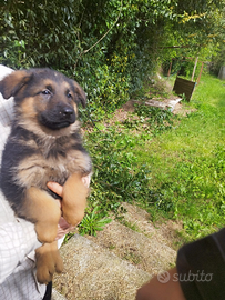 Passrore Tedesco cuccioli