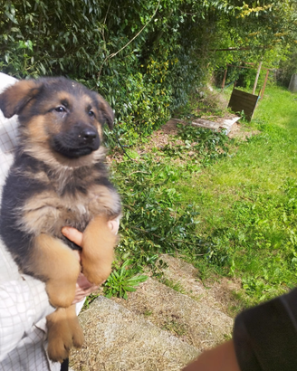 Passrore Tedesco cuccioli