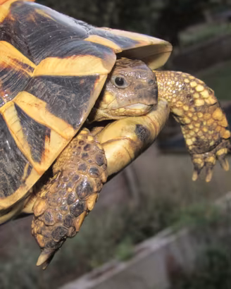 Femmina di Testudo hermanni
