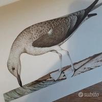 80 tavole Museo naz. Storia Naturale Parigi