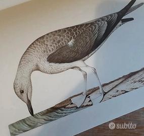 80 tavole Museo naz. Storia Naturale Parigi