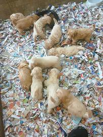 Ultimi maschietti cuccioli Maltipoo italiani
