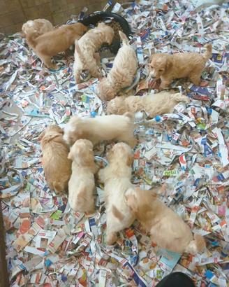 Ultimi maschietti cuccioli Maltipoo italiani