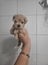 Maltipoo