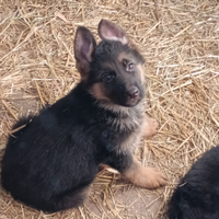 Disponibili cuccioli pastore tedesco