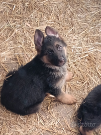 Disponibili cuccioli pastore tedesco