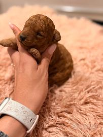 Barboncini toy/barboncino toy / toy Red fulvo