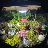 Terrarium bioattivo