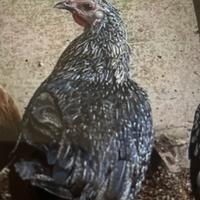 Galline giovani