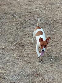 Jack Russell