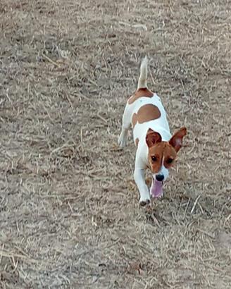 Jack Russell