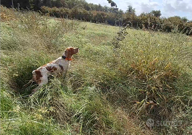 Epagneul breton maschio di 2 anni con pedigree