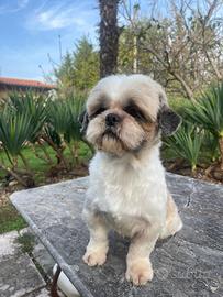 Shih tzu per accoppiamento con pedigree